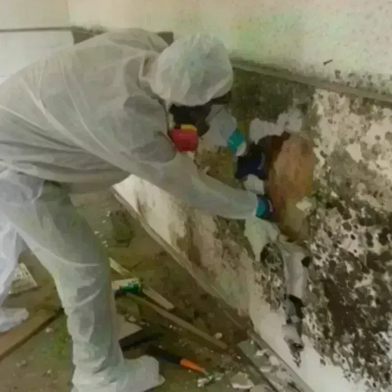 Mold Remediation and Removal in Saint Henry, OH